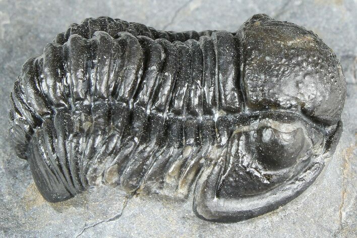Detailed Gerastos Trilobite Fossil - Morocco #363959